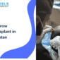 Eyebrow Transplant in Pakistan: Procedure, Grafts and Results